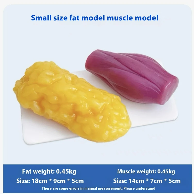 Human Muscle and Fat Replicas  - Nutrition Fitness Center review and price
